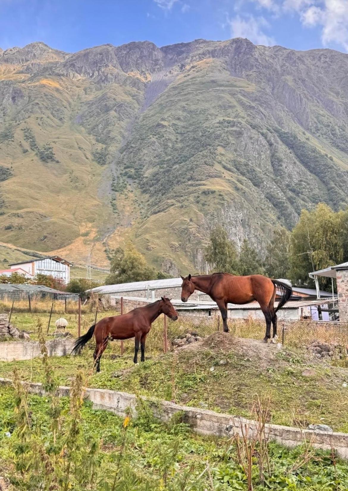 Edelweiss Cottage Kazbegi Zewnętrze zdjęcie